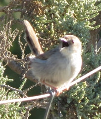 Cisticola subruficapilla