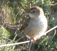 Cisticola subruficapilla