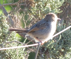 Cisticola subruficapilla