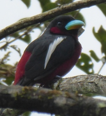 Cymbirhynchus macrorhynchos