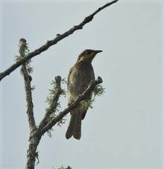 Gavicalis fasciogularis