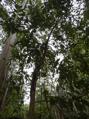Cryptocarya