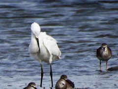 Egretta garzetta nigripes