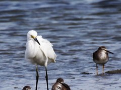 Egretta garzetta nigripes