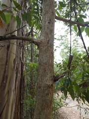 Cryptocarya