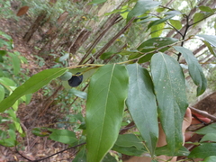 Cryptocarya