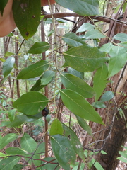 Cryptocarya