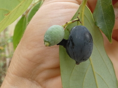 Cryptocarya
