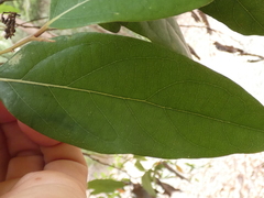 Cryptocarya