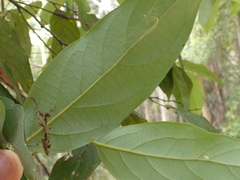 Cryptocarya