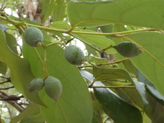 Cryptocarya