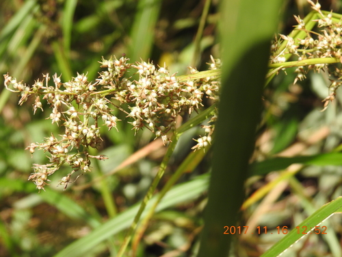 Carex cruciata iNat (1)