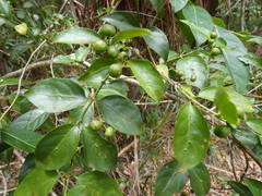 Gynochthodes jasminoides