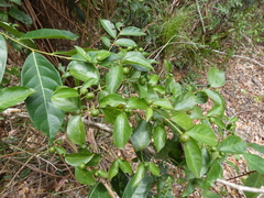 Gynochthodes jasminoides