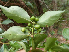 Gynochthodes jasminoides