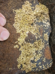 Galeolaria caespitosa