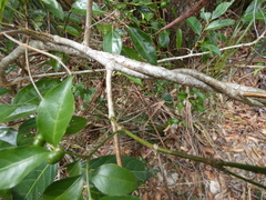 Gynochthodes jasminoides