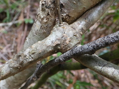 Gynochthodes jasminoides