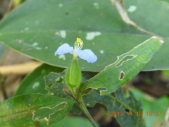 Commelina auriculata