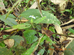 Commelina auriculata