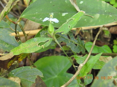 Commelina auriculata