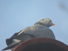 Columba palumbus