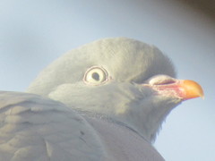 Columba palumbus