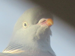 Columba palumbus