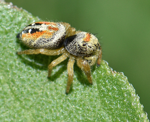 Apache Jumping Spider