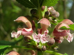 Lamium orvala