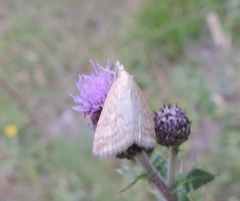 Udea lutealis