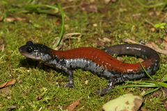Plethodon yonahlossee