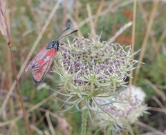 Zygaena hilaris