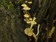 Psathyrella pygmaea