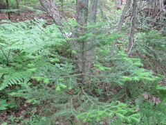 Abies balsamea image