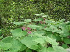 Lamium orvala