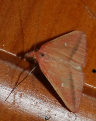 Rhodometra participata