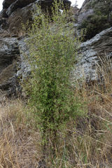 Olearia hectorii