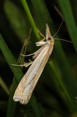 Crambus saltuellus