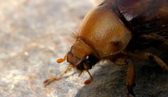 Rhizotrogus aestivus