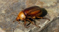 Rhizotrogus aestivus