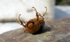 Rhizotrogus aestivus