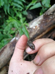 Meghimatium pictum