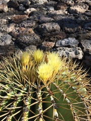 Ferocactus glaucescens