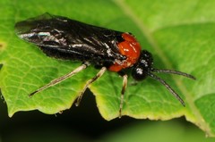 Eutomostethus ephippium