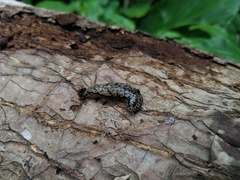 Meghimatium pictum