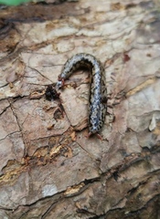 Meghimatium pictum