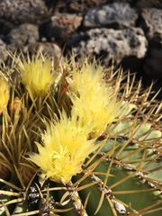 Ferocactus glaucescens