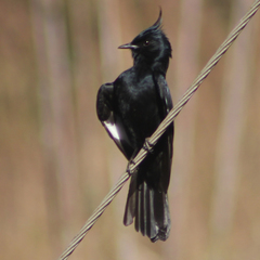 Knipolegus lophotes