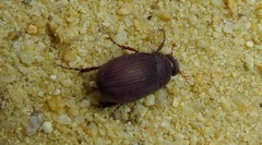 Maladera holosericea